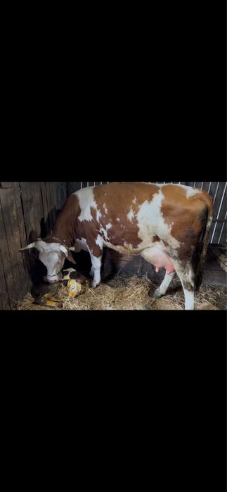 Vaca baltata romaneasca