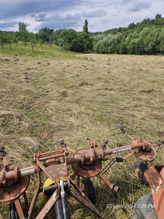 Grebla intors răvășit fan