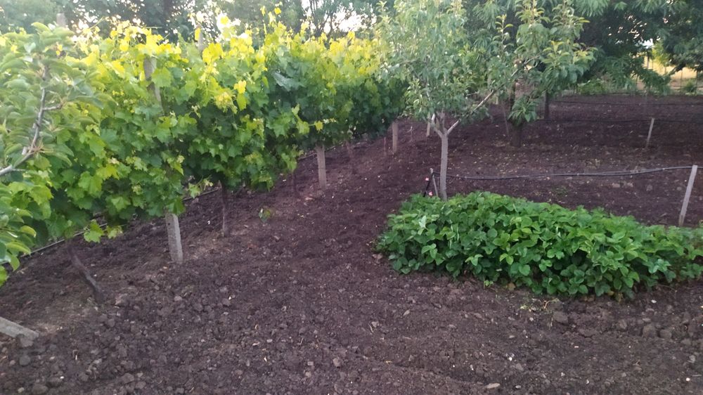 Овощна градина с пчелен