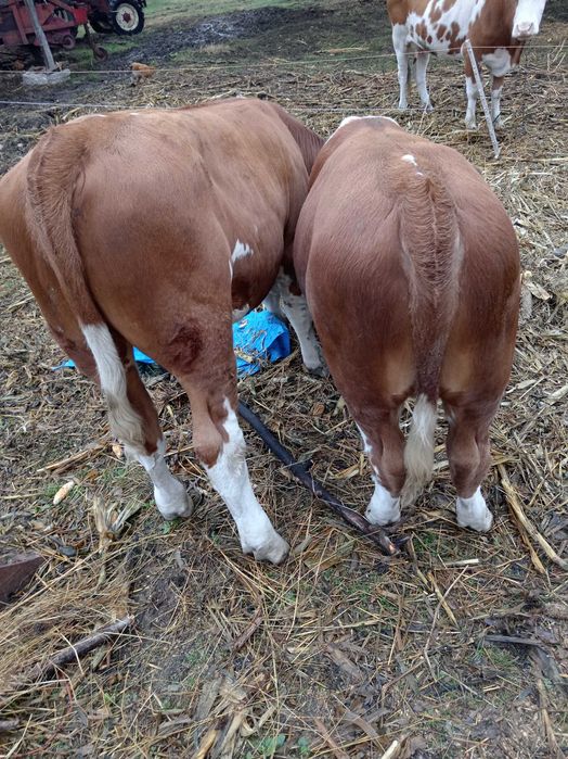 Vând vitei balțata