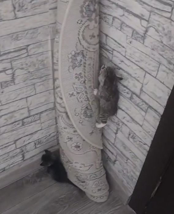 Отдам котят бесплатно