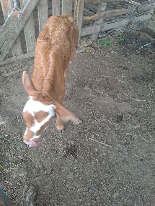Vând vițeii  de rasa