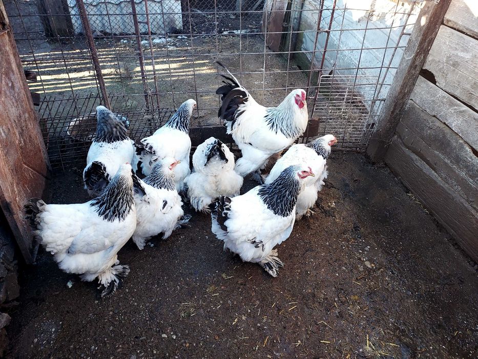 Vând cocoși, găini și ouă  brahma