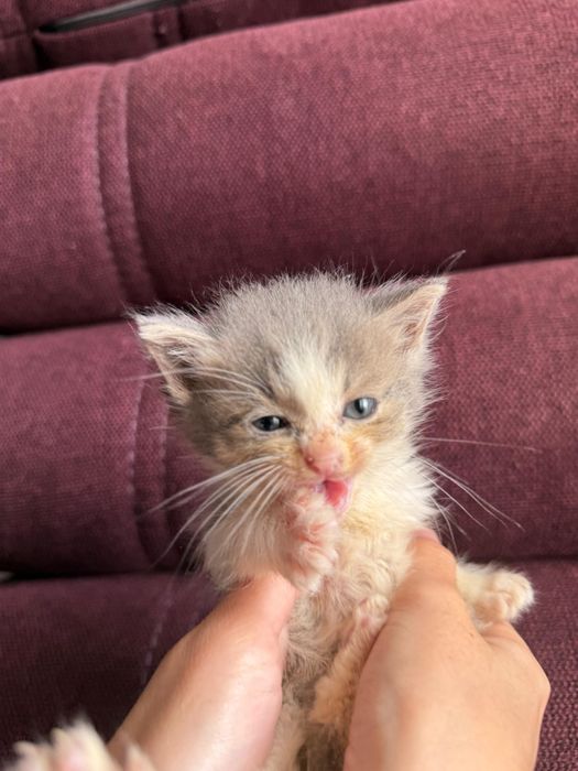 Ищем дом для котят (девочки, 2 мес)