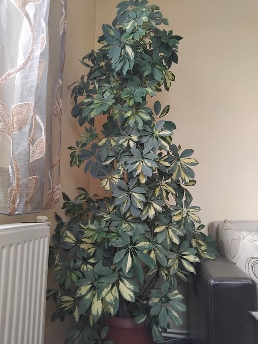 Шефлера зелено с бяло