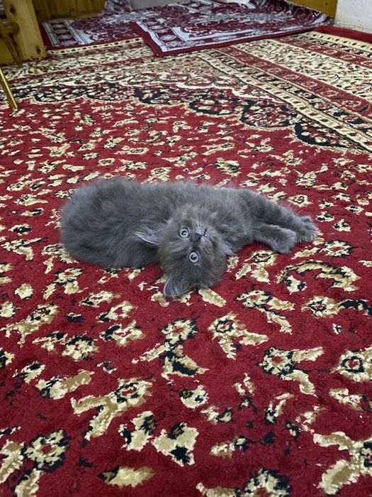 Scottish mushuklar sotiladi