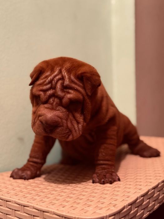 Продам щенка шарпея