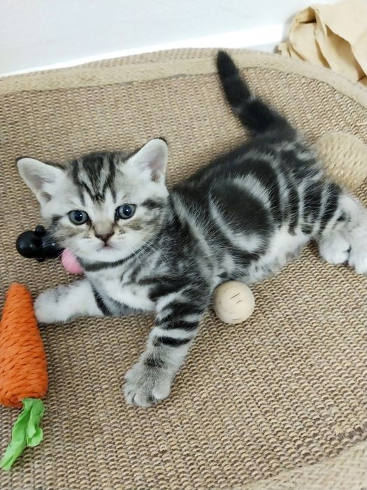 Котята шотландской, британской породы