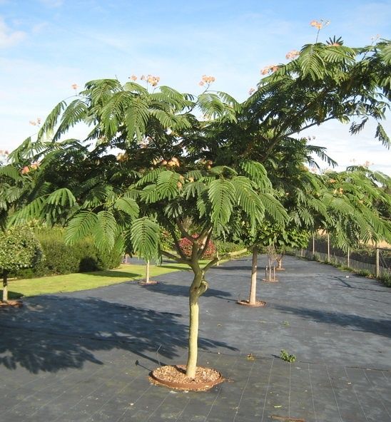 Албиция (Копринено дърво)