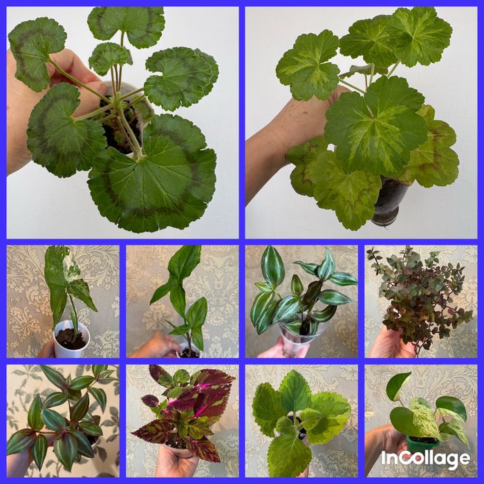 Комнатные растения