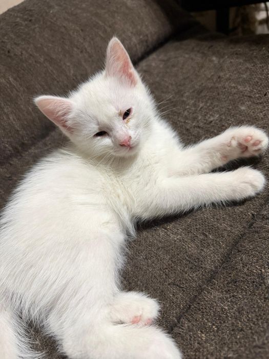 Котенок в хорошие руки!