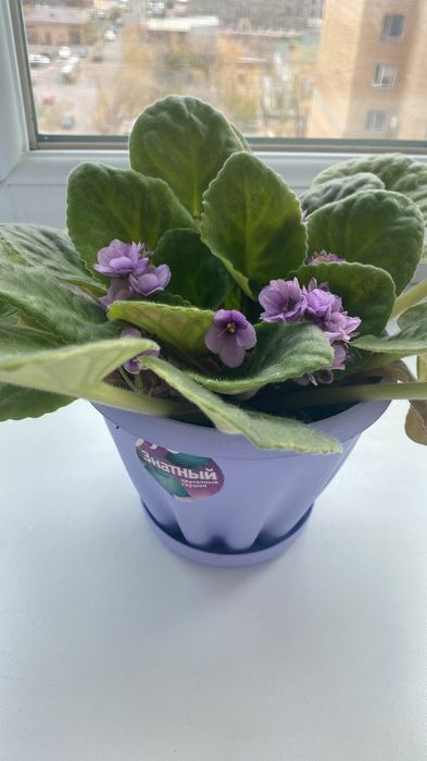 Продам комнатные фиалки