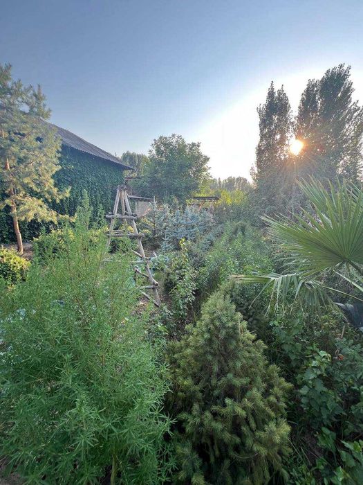 Голубая ель , Ель тянь-шаньская, Берёза