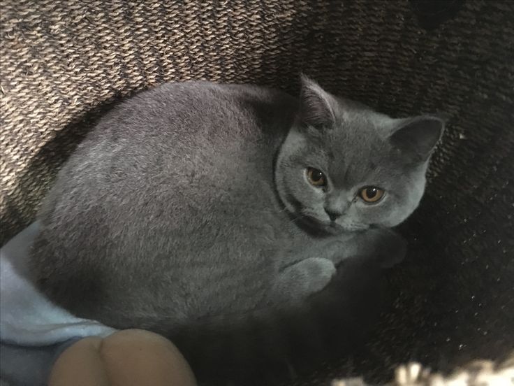 Продам британскую кошку