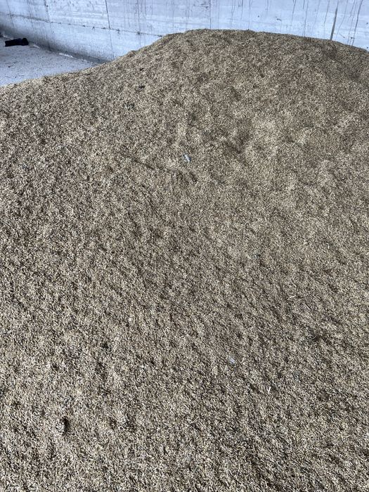 Ovaz de foarte buna calitate