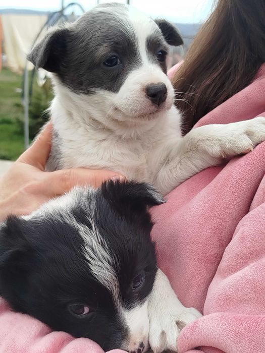 Donez cățelușe jucăușe