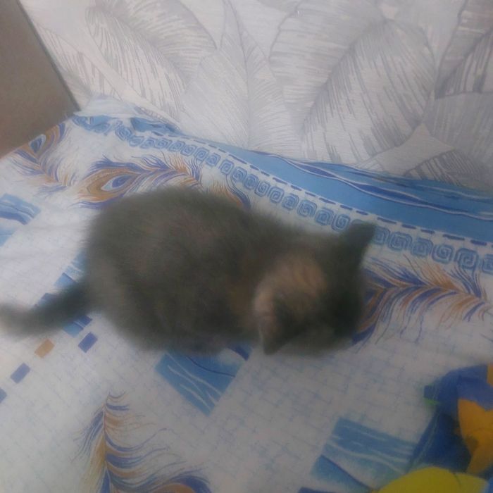 Отдам котенка маленькую