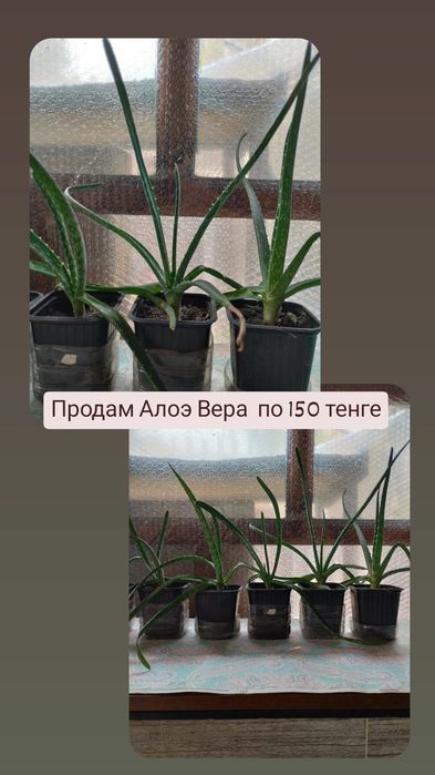 Продам Алоэ вера по 150 тенге