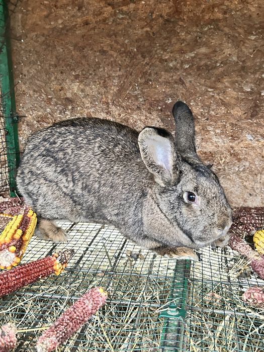 Iepuri mari pret 80 de lei de rasa