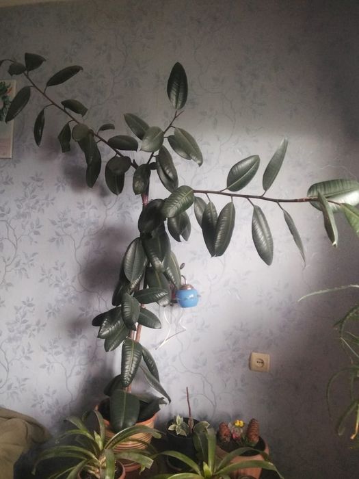 Комнатные растения