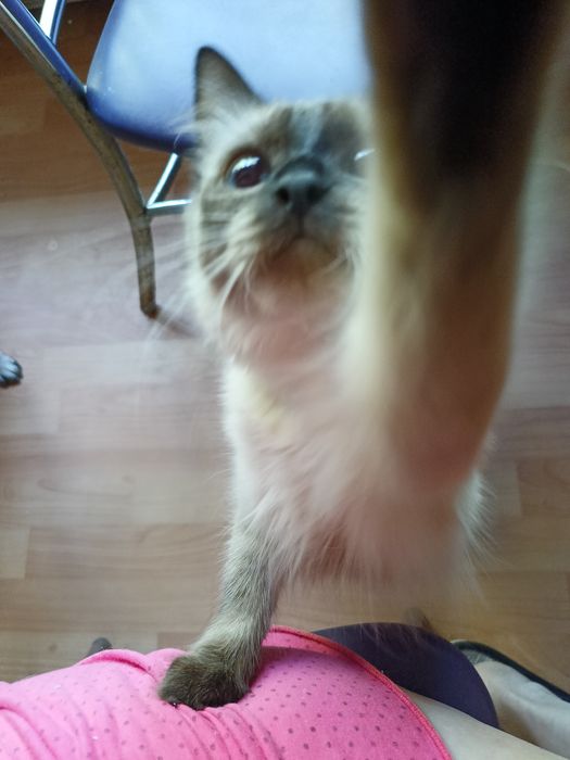Стерелизованная кошка
