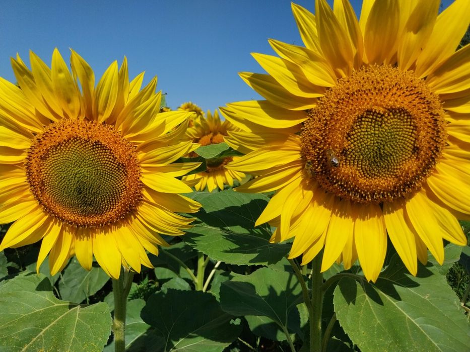 Miere floarea soarelui