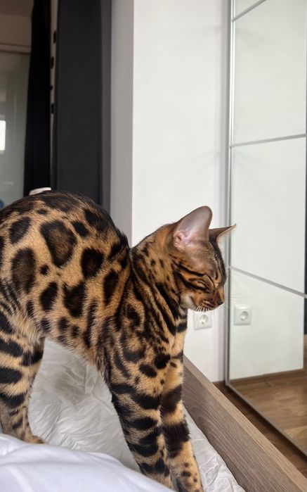 Бенгалски котка, малък тигър