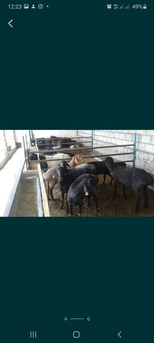 Қой тоқтылар сатылады