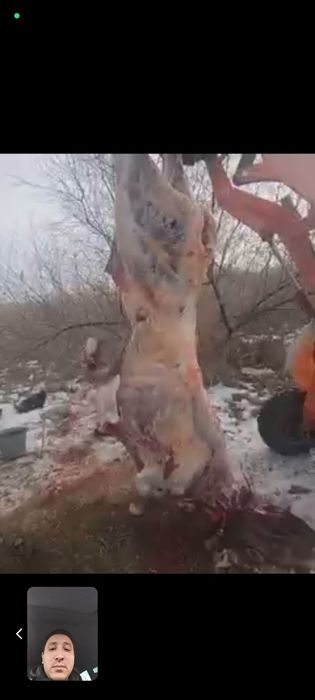 Вынужденый забой