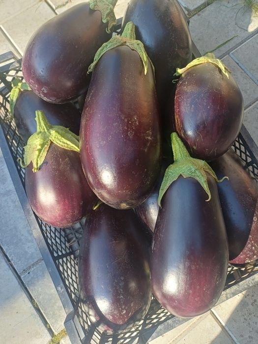 Продам баклажаны