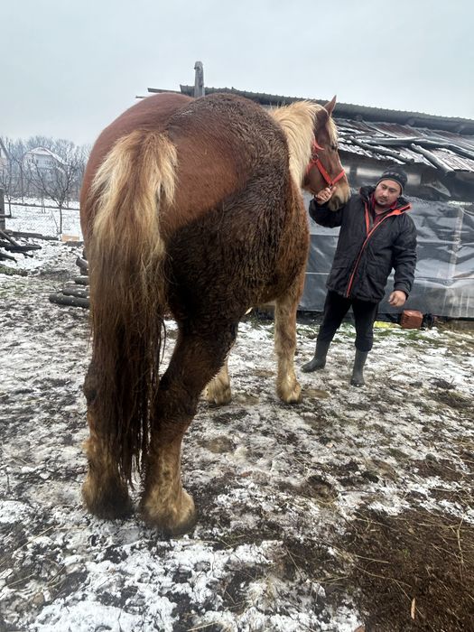 Vand o manza de 1 an si 5 luni