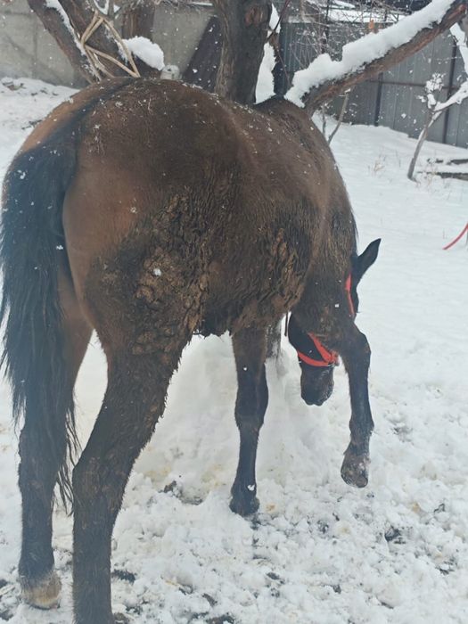 Сельхоз животные