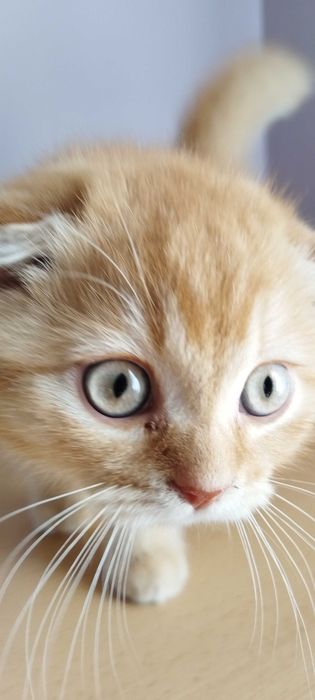 Последно шотландско клепоухо котенце