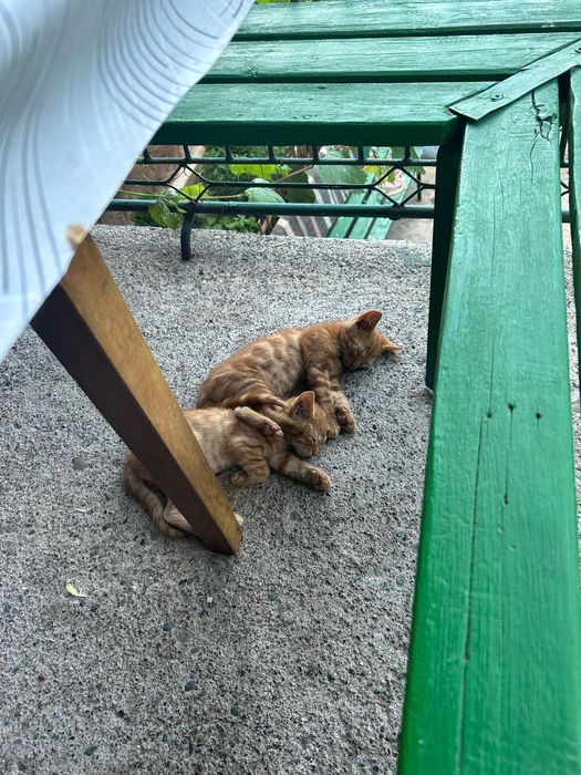 Осинови котета,