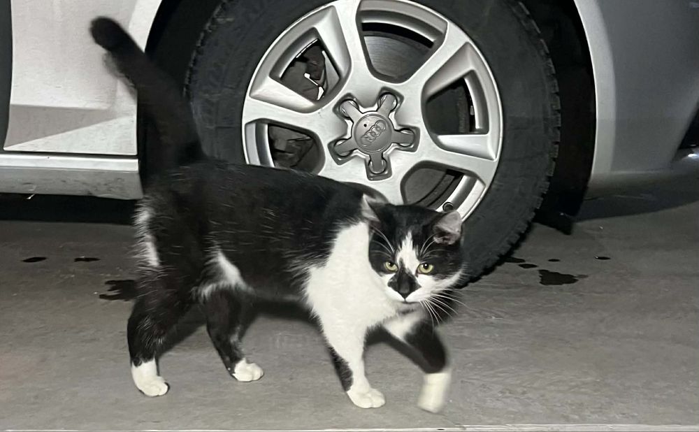 pisici de adoptat, 2 motani