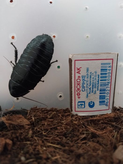 продам шипящих тараканов