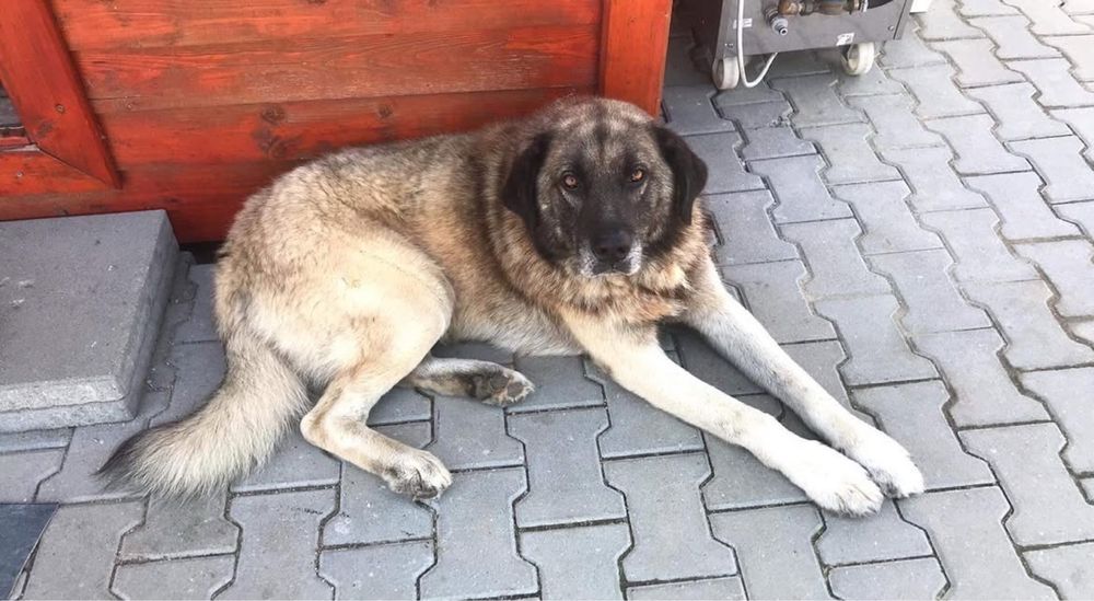 Pet sitter -pisici si caini