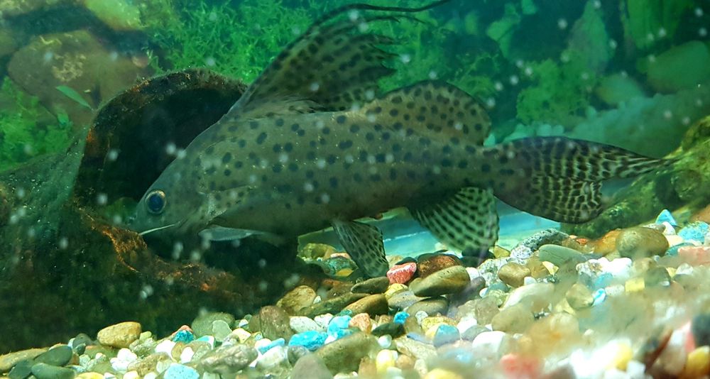 Аквариумные рыбки