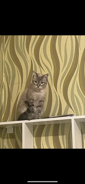 Отдам в добрые руки кошку