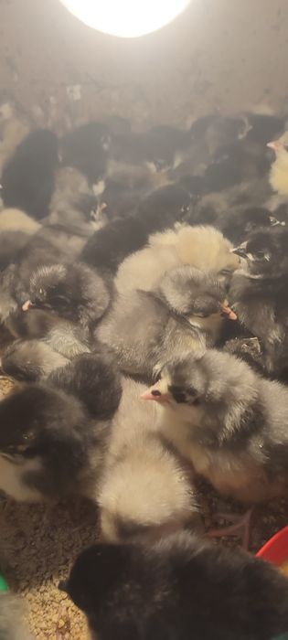 Pui australorp, pui țară