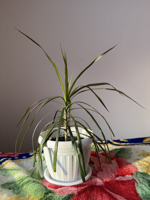 Продаю Комнатный Цветы