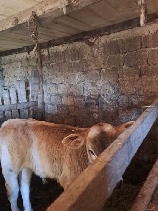 Vaca de vânzare cu vitel