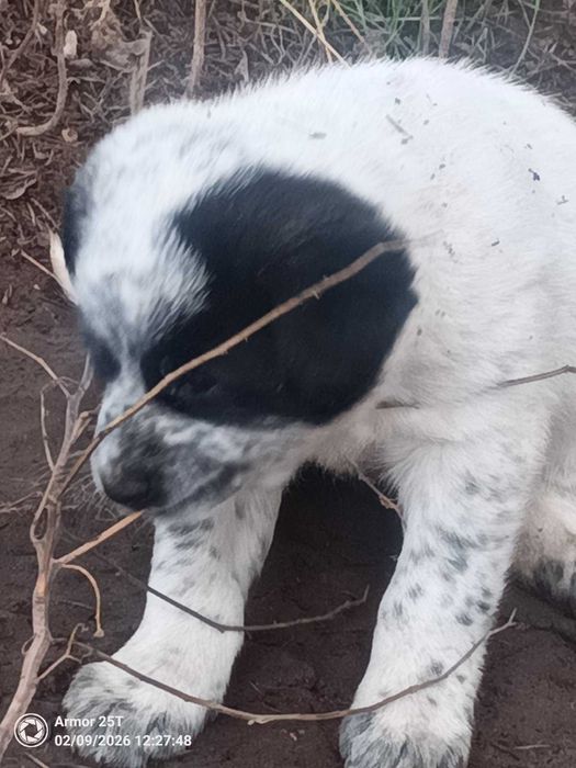 Подарява се кученце