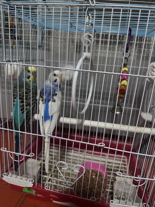 Папугай парные 2