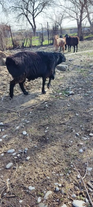 Продам кошкара породистый