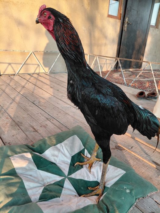 Дакан бойцовый петух