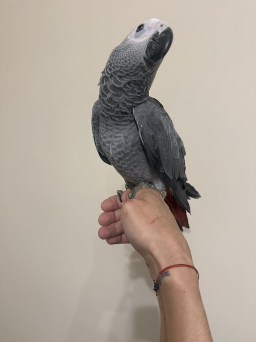 Ръчно хранен папагал Жако