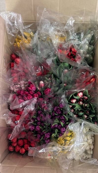 Свежие Тюльпаны 300 тг