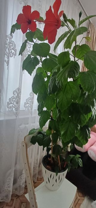 Гибискус. Китайская роза.