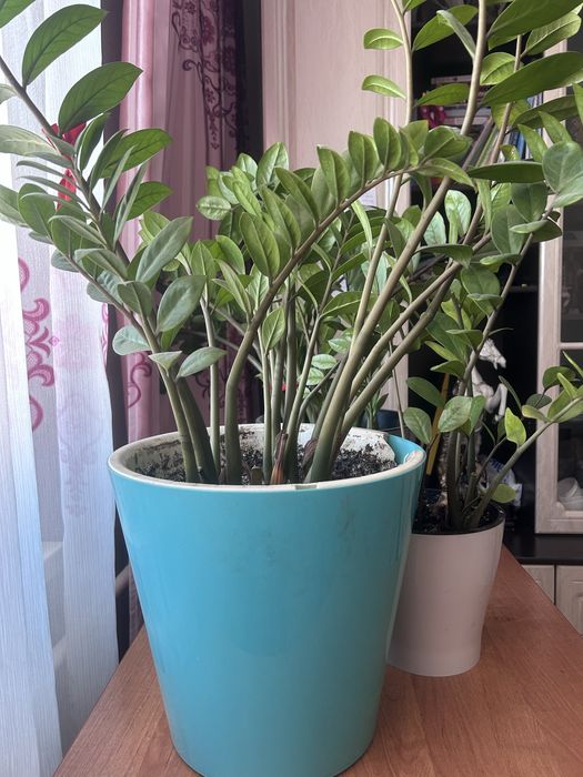 Продам цветы всвязи с переездом